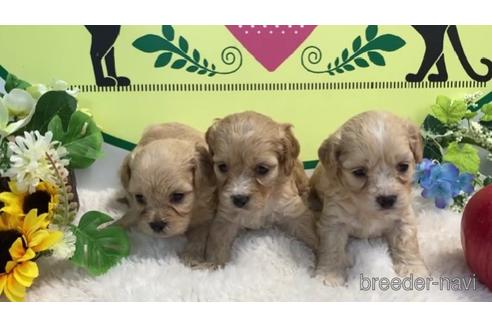 成約済の栃木県のミックス犬-182867の2枚目